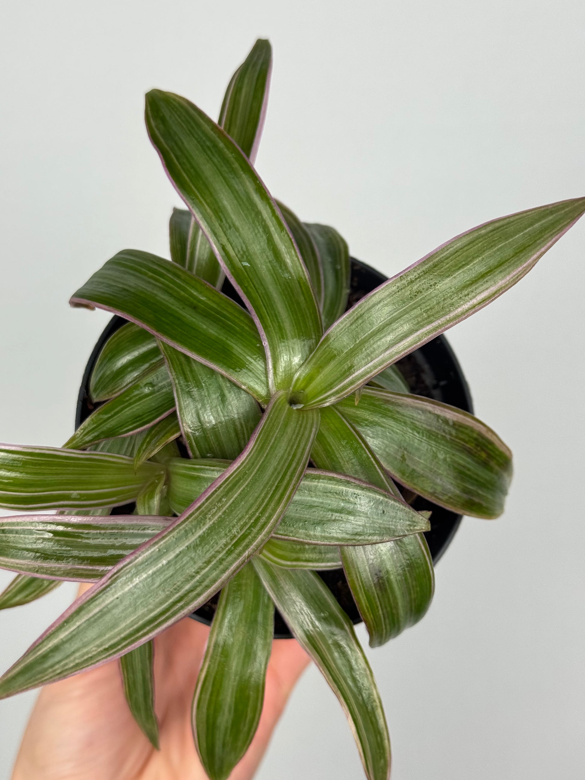 Tradescantia Spathacea | Orelia