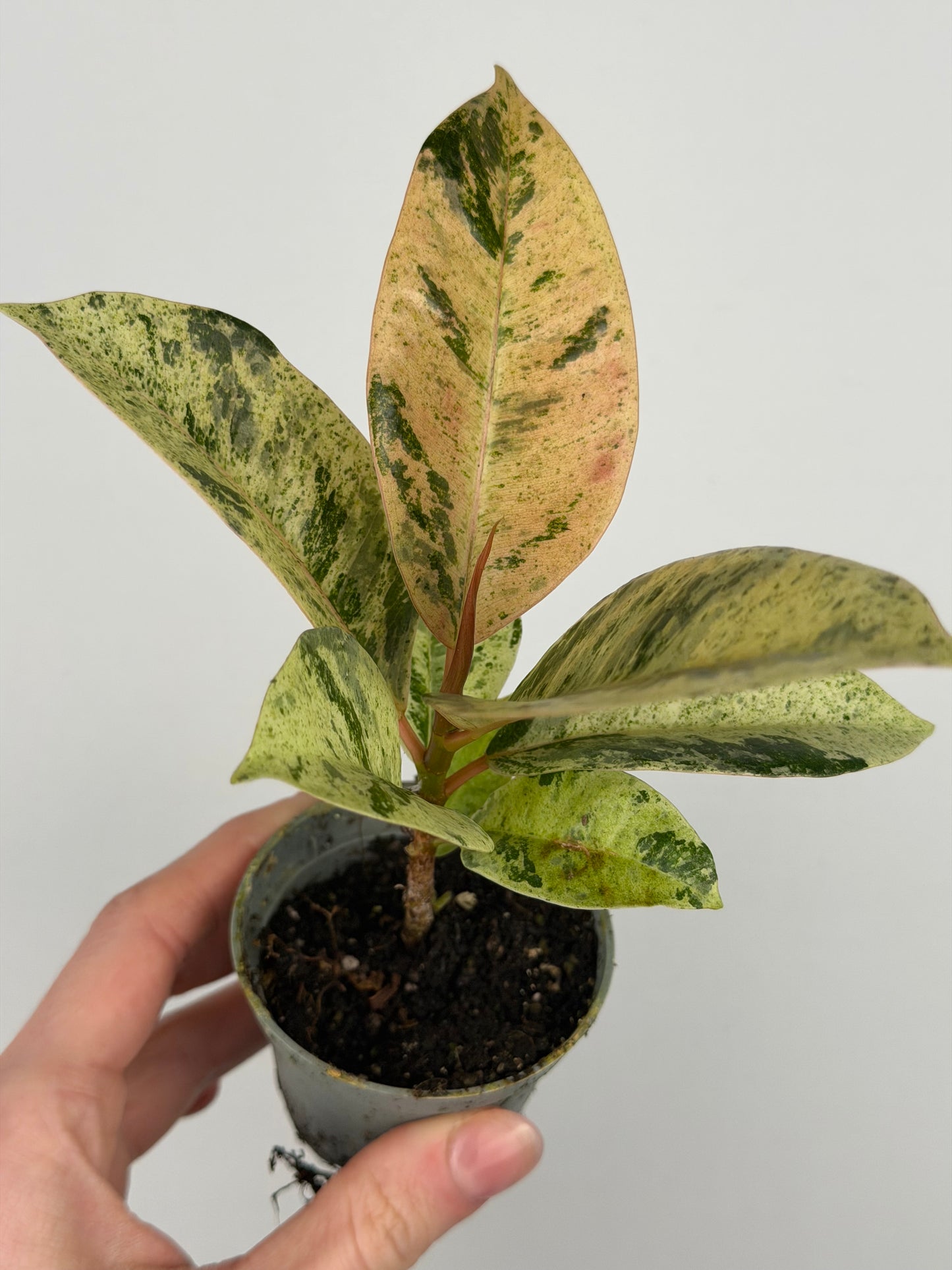 Ficus elastica 'Shivereana Moonshine'