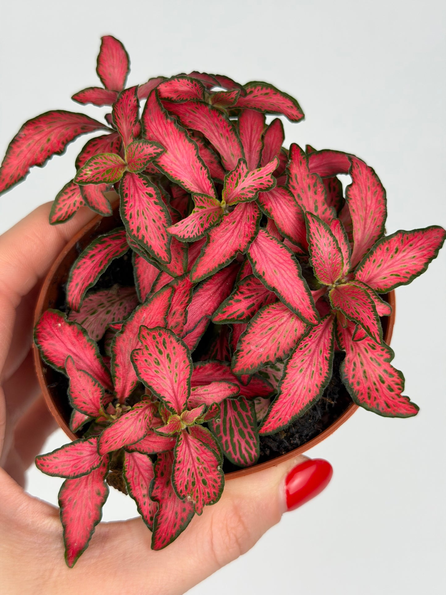 Fittonia 'Forest Flame' Fittonia Tropical Corner