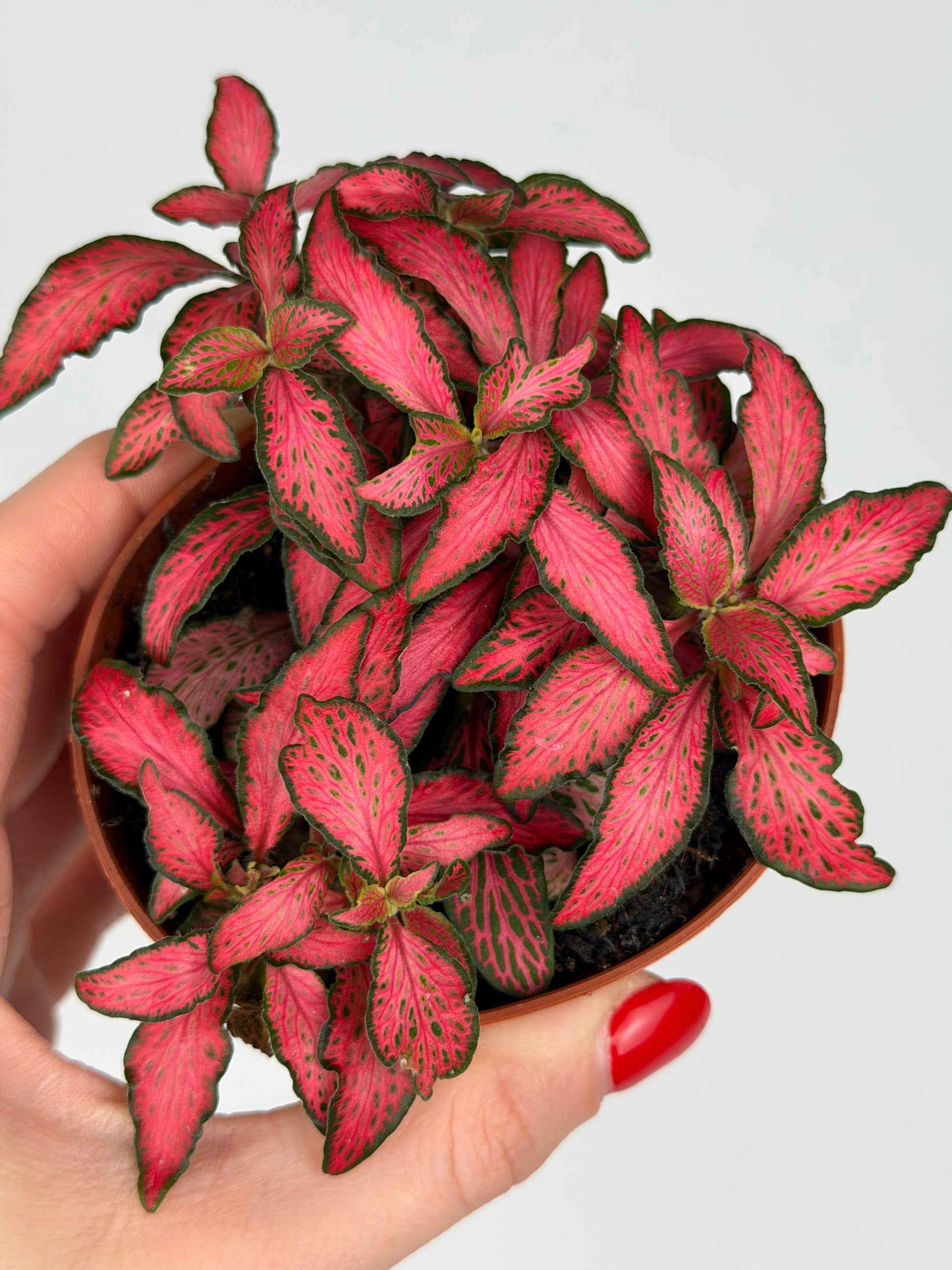Fittonia 'Forest Flame' Fittonia Tropical Corner