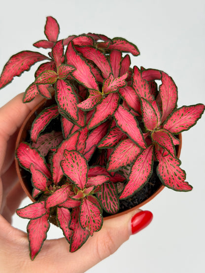 Fittonia 'Forest Flame' Fittonia Tropical Corner