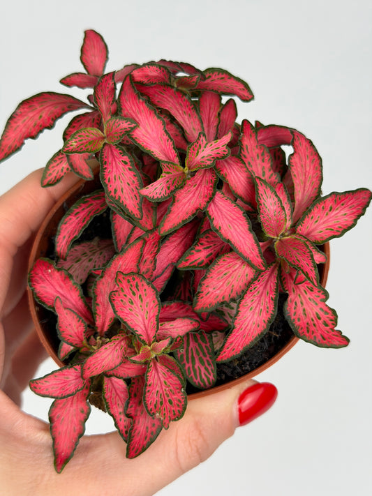 Fittonia 'Forest Flame' Fittonia Tropical Corner