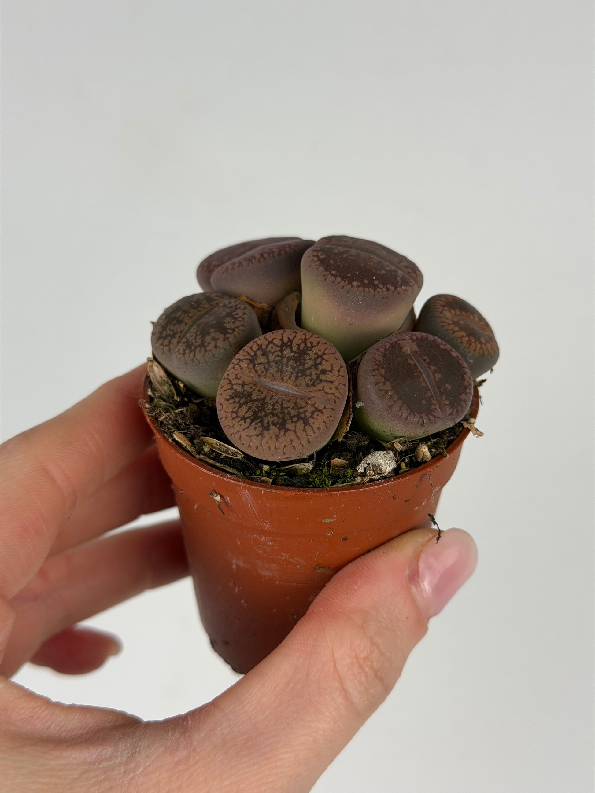 Lithops Tropical Corner