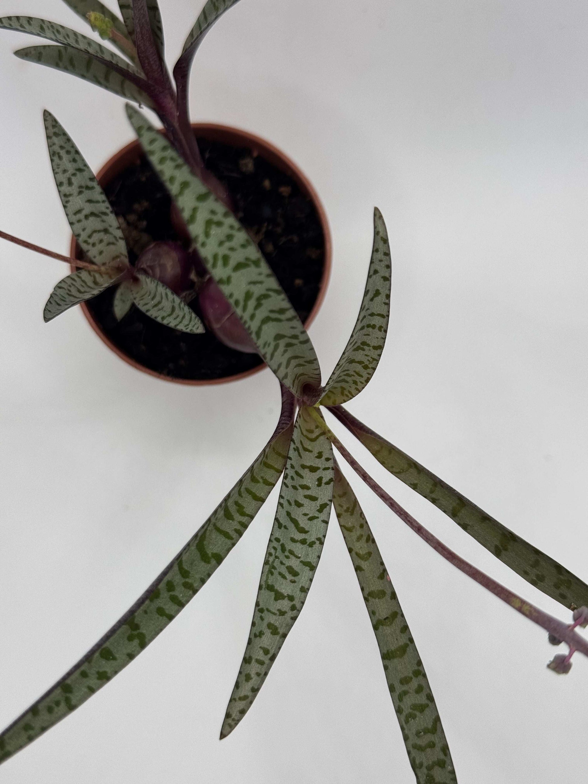 Scilla Violacea | Ledebouria