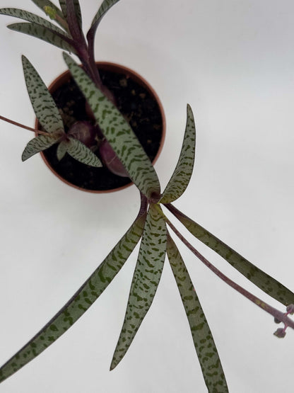 Scilla Violacea | Ledebouria