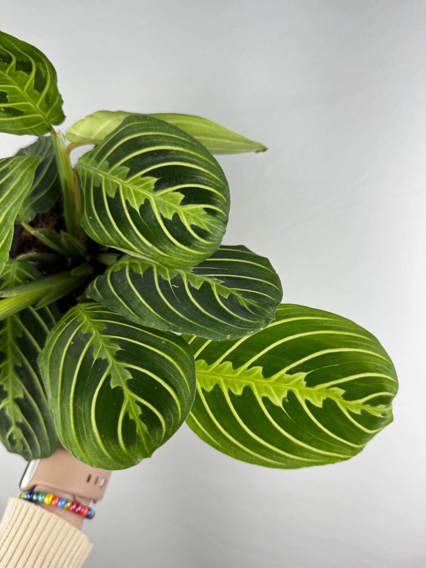Maranta Leuconeura “Lemon Lime”