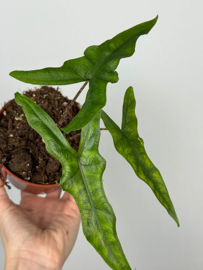 Alocasia Sabrina Narrow