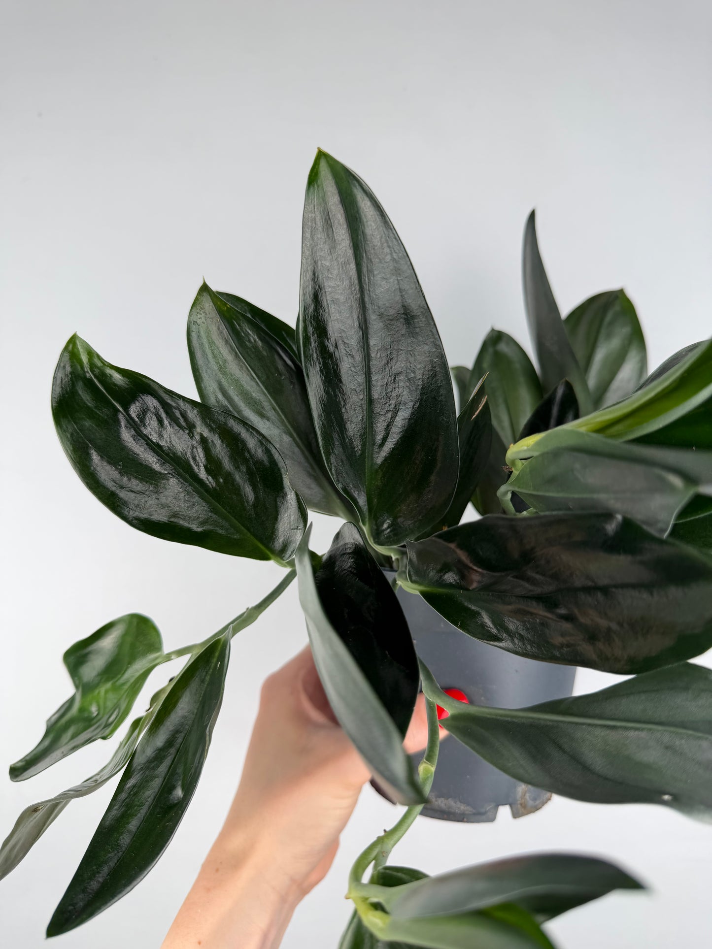 Scindapsus Treubii 'Dark Form' Scindapsus Tropical Corner