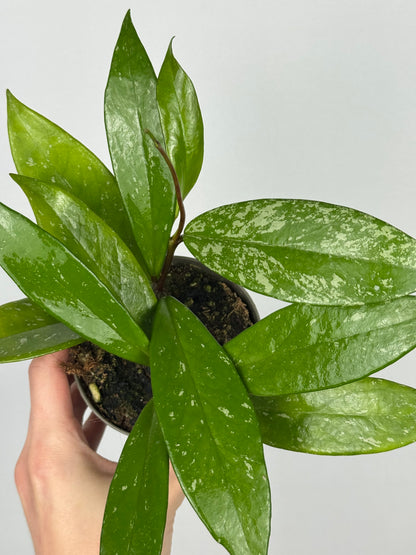 Hoya Pubicalyx