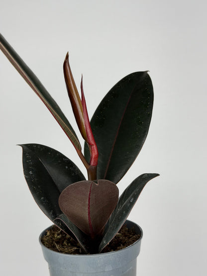 Ficus Elastica “Abidjan”