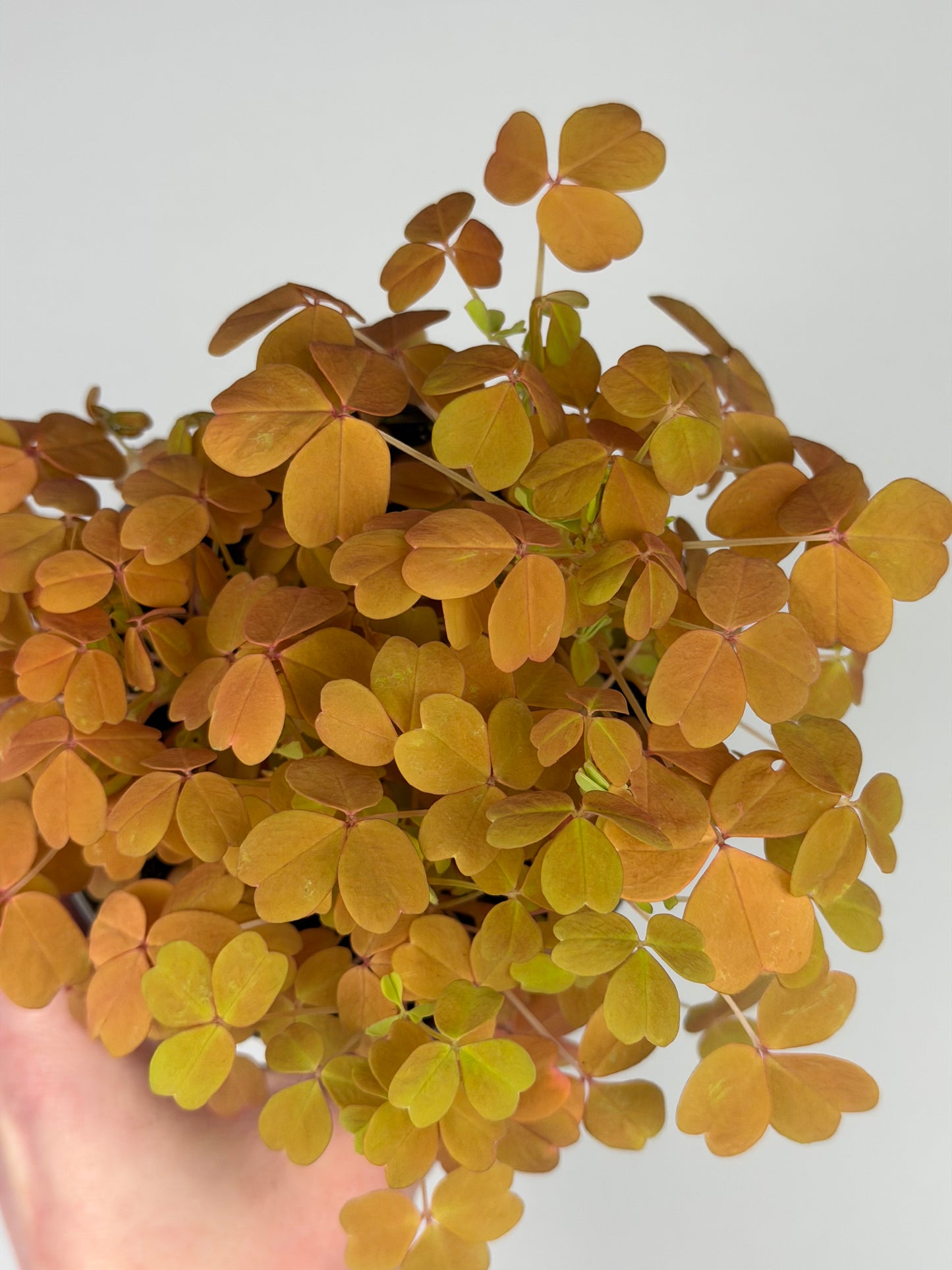 Oxalis Vulcanicola 'Sunset Velvet' Oxalis Tropical Corner