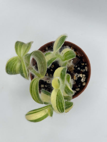 Tradescantia Sillamontana variegata