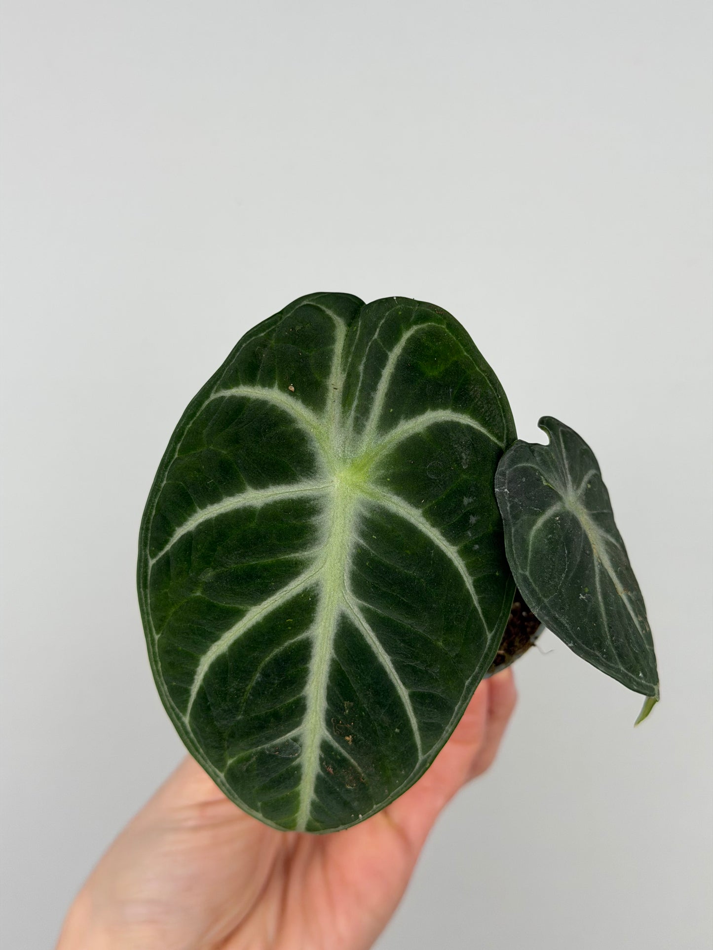 Alocasia Reginula 'Ninja'