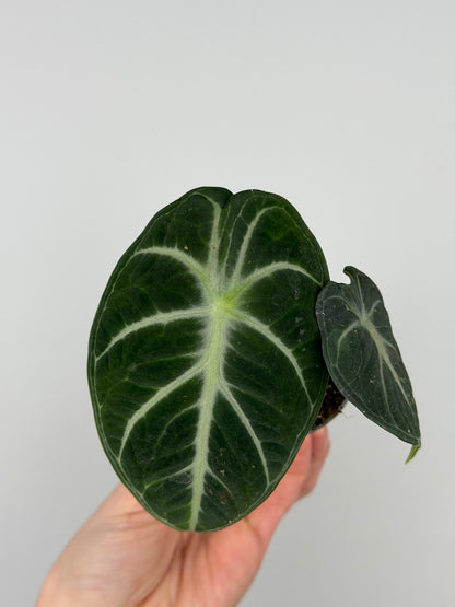 Alocasia Reginula 'Ninja'