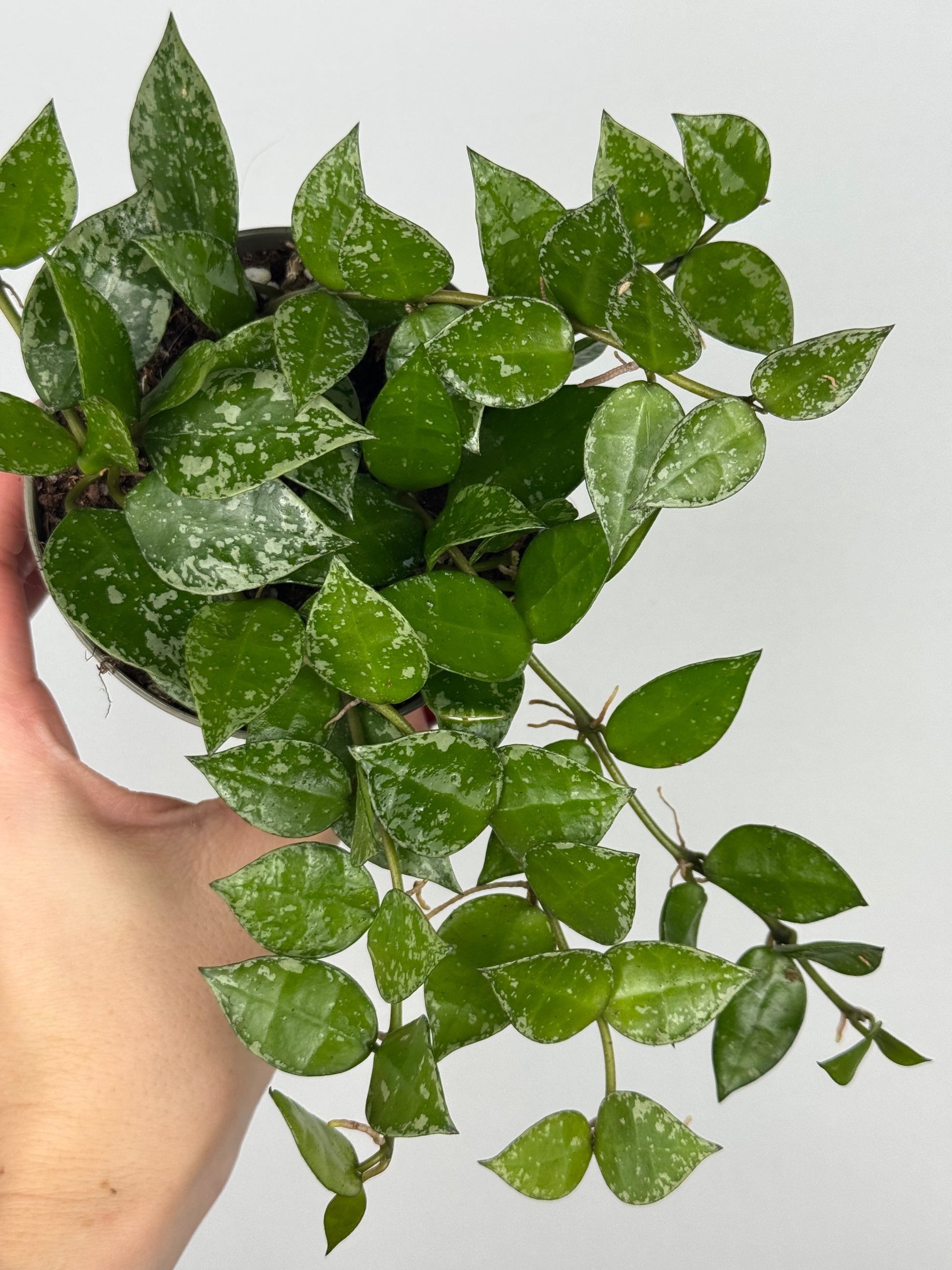 Hoya Krohniana 'Splash'
