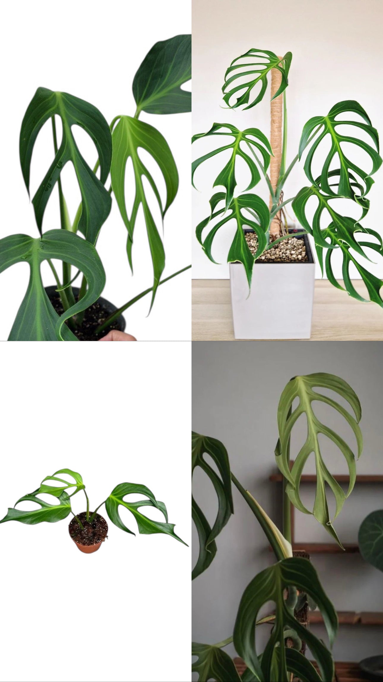 Monstera Burle Marx Flame
