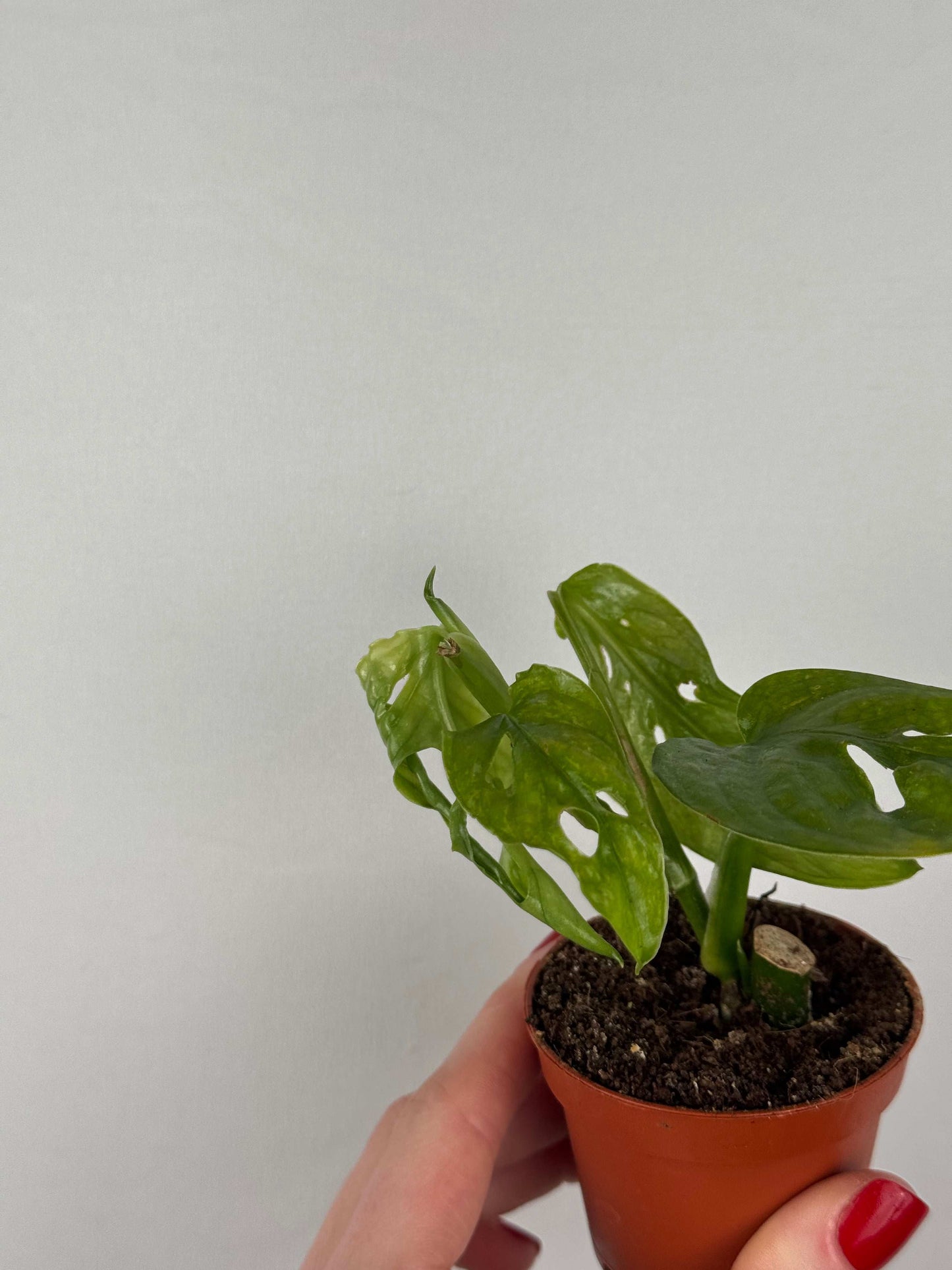 Monstera Adansonii “Mint” | Pinetta