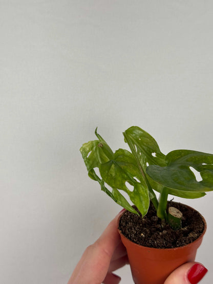 Monstera Adansonii “Mint” | Pinetta