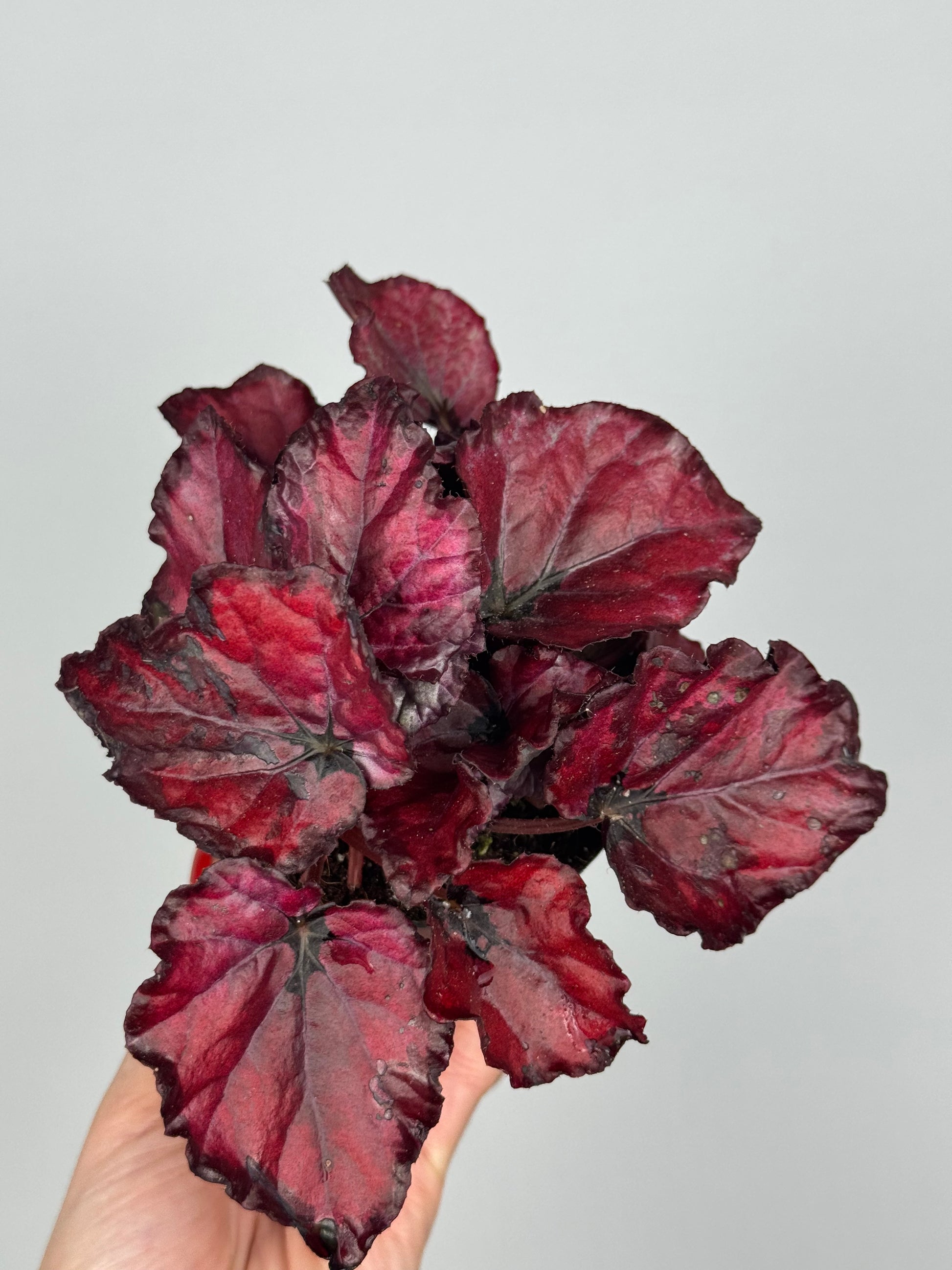 Begonia “Red Bull”