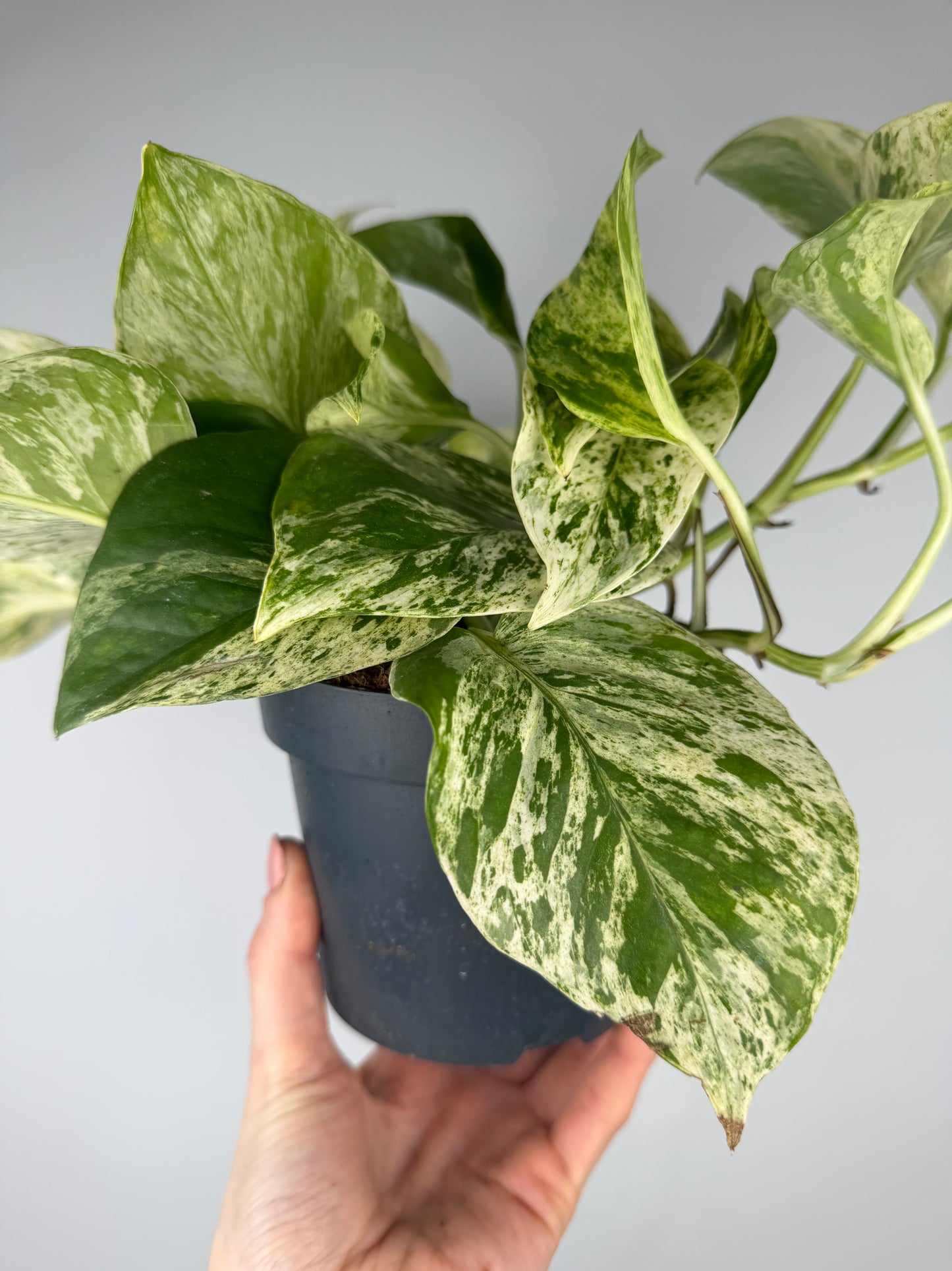 Epipremnum pinnatum Marble Queen Pothos Tropical Corner