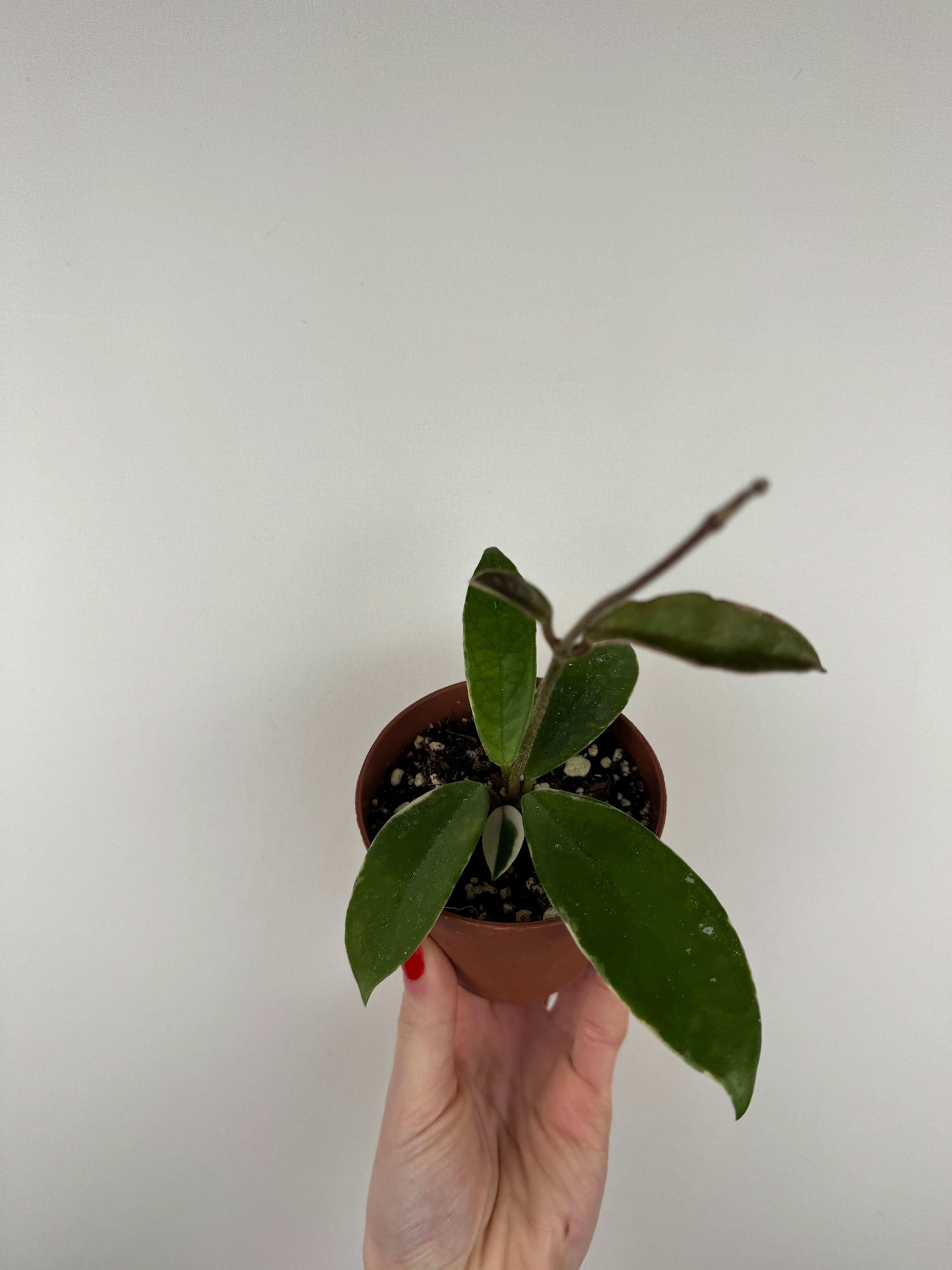 Hoya Krimson Queen | Rebecca