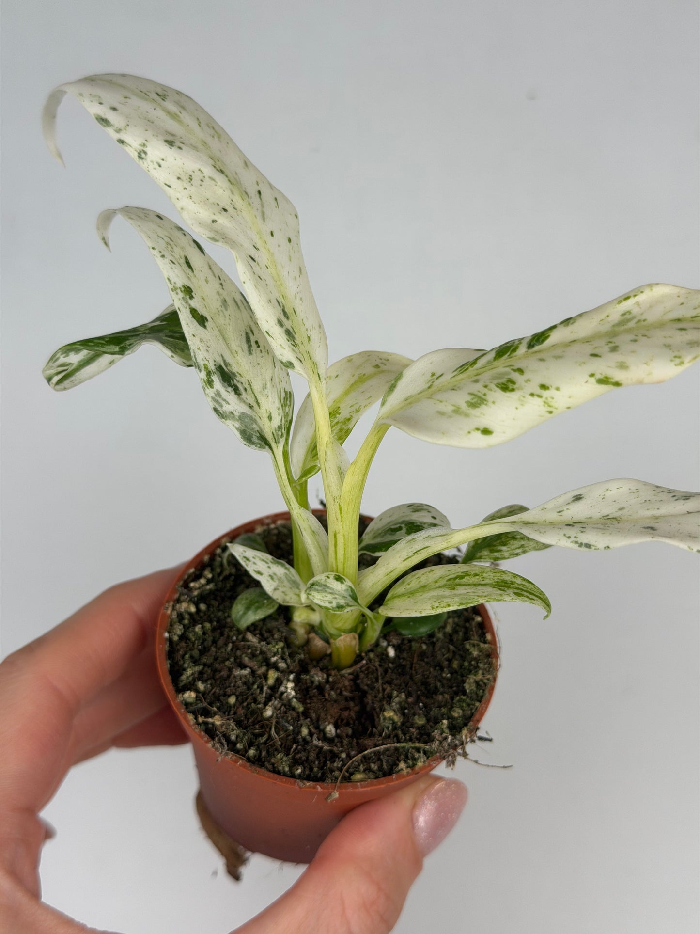 Rhaphidophora Puberula 'Variegata' Rhaphidophora Tropical Corner