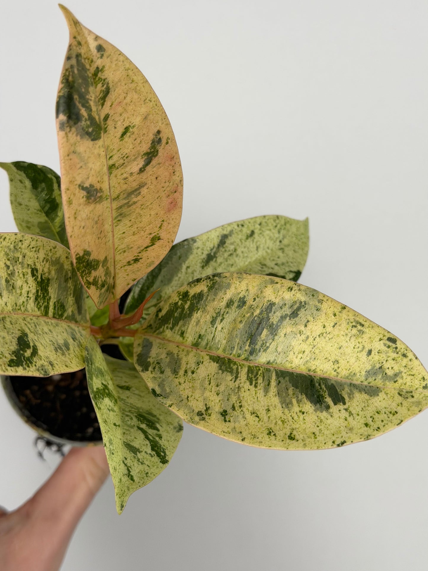 Ficus elastica 'Shivereana Moonshine'