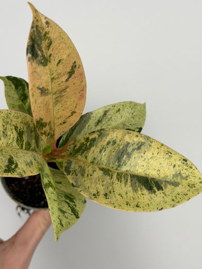 Ficus elastica 'Shivereana Moonshine'