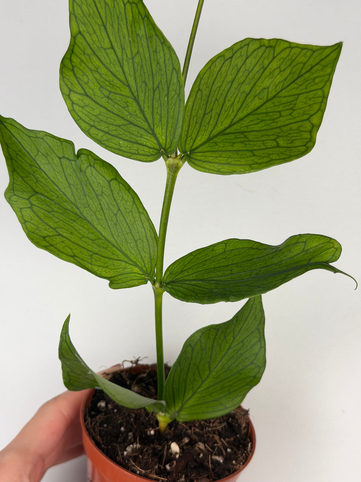 Hoya Polyneura