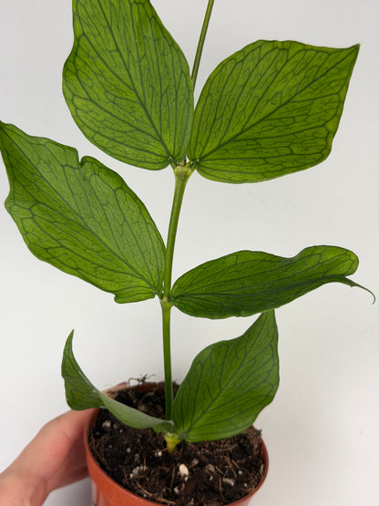 Hoya Polyneura