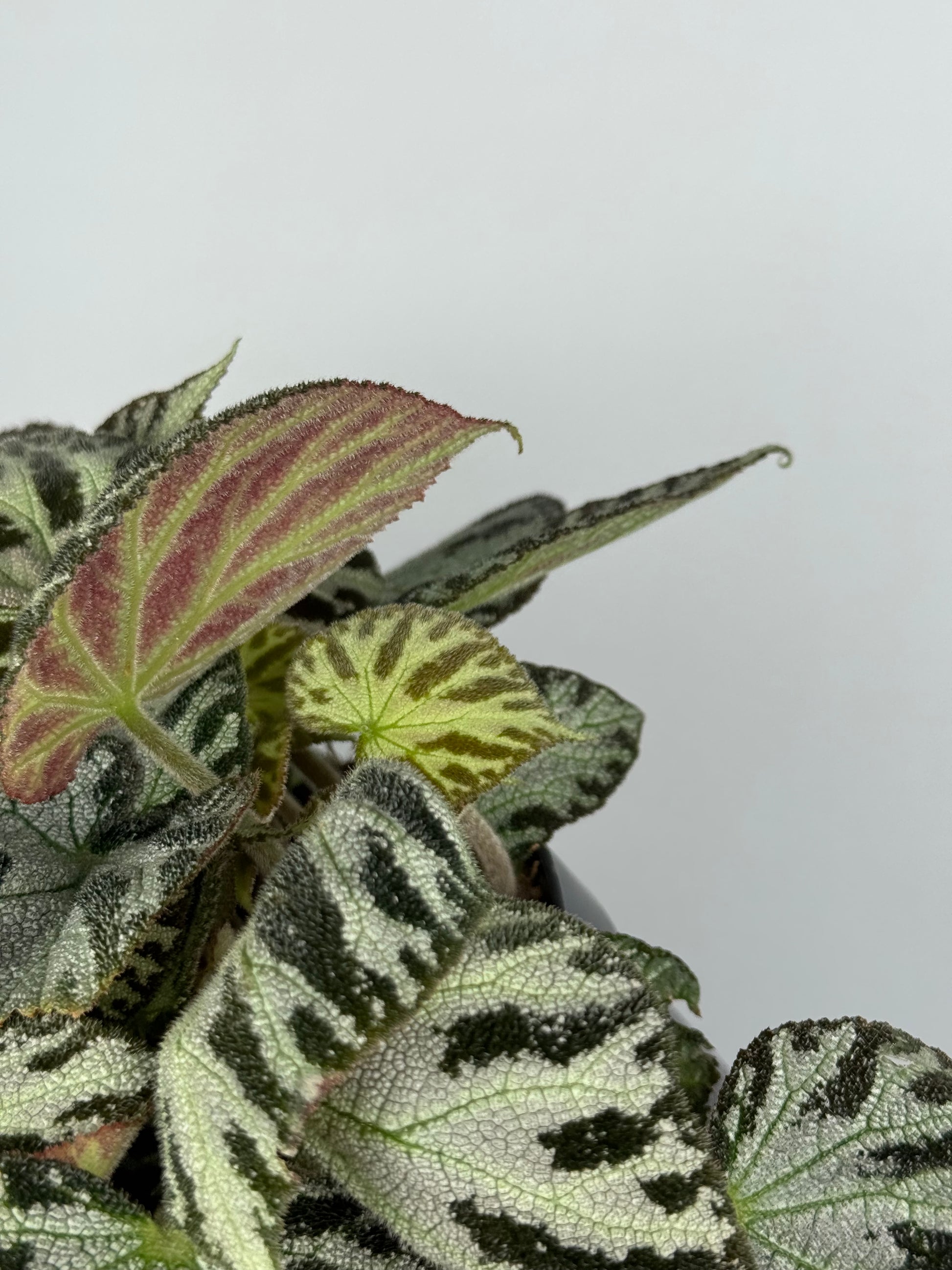 Begonia “Silver Jewel”