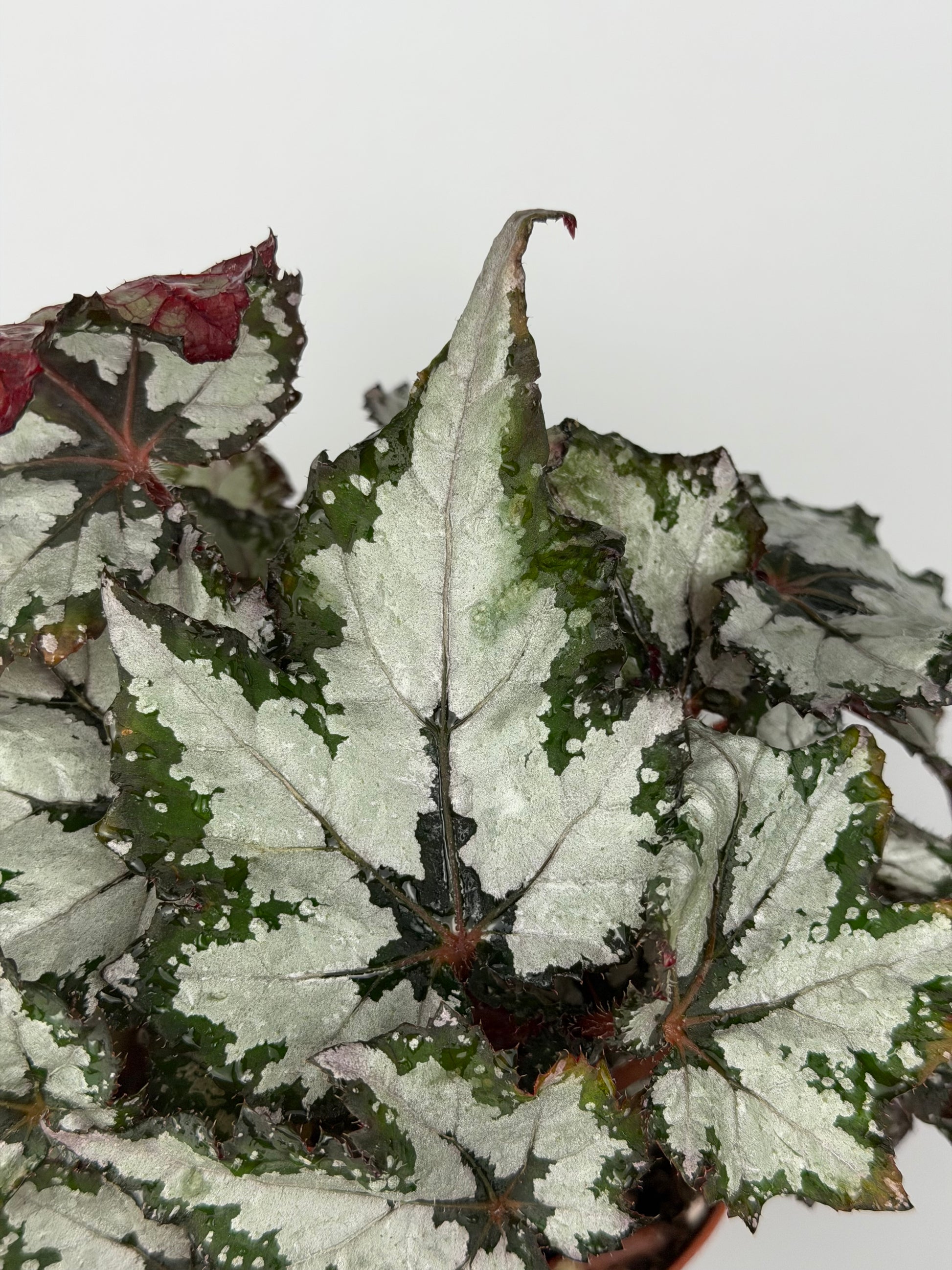 Begonia 'Sumatra Green'