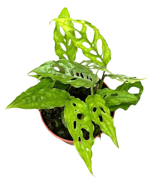 Monstera Obliqua "Perù"