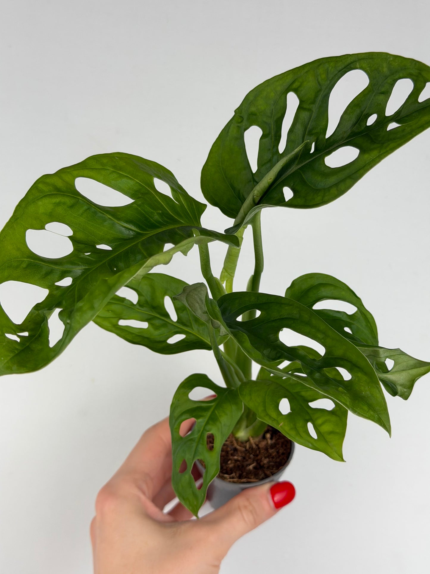 Monstera Adansonii 'Monkey Mask' Monstera Tropical Corner