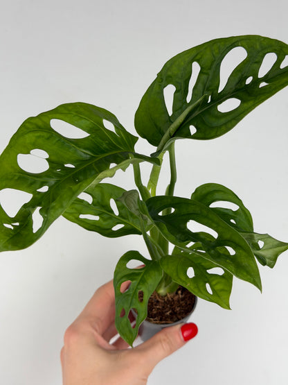 Monstera Adansonii 'Monkey Mask' Monstera Tropical Corner
