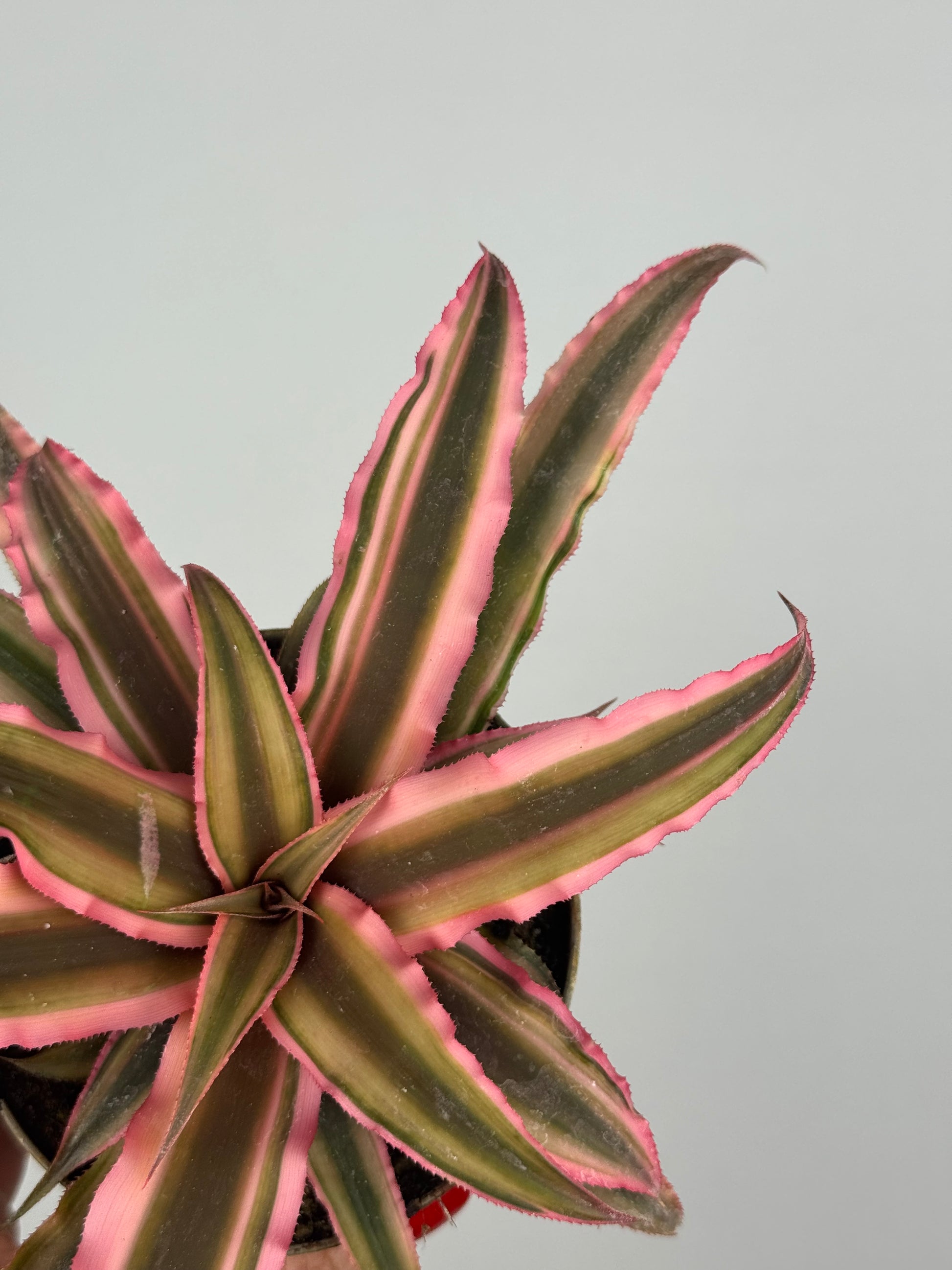 Cryptanthus Bivittatus “Pink Starlight”