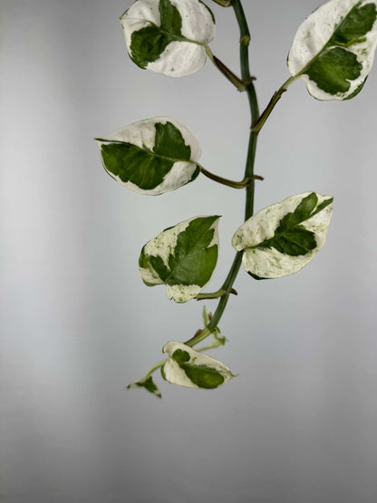 Epipremnum N’Joy | Nicolò