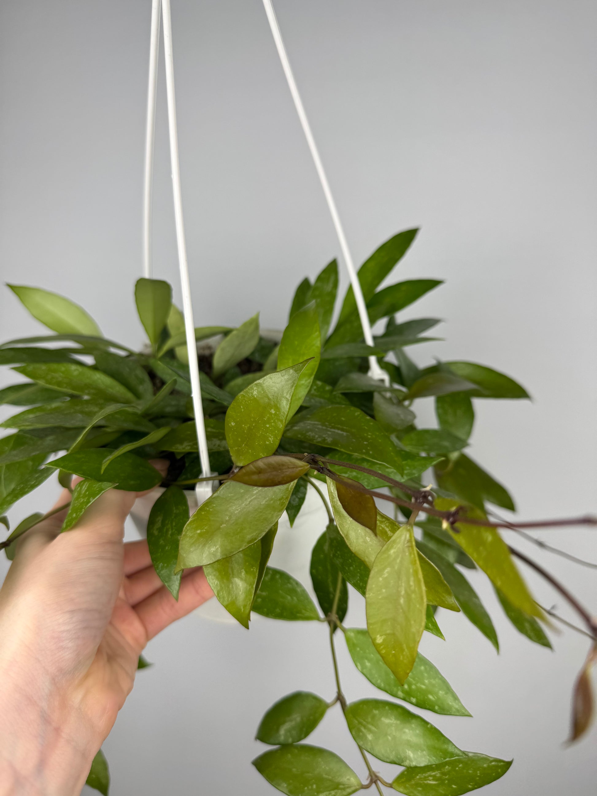 Hoya Gracilis