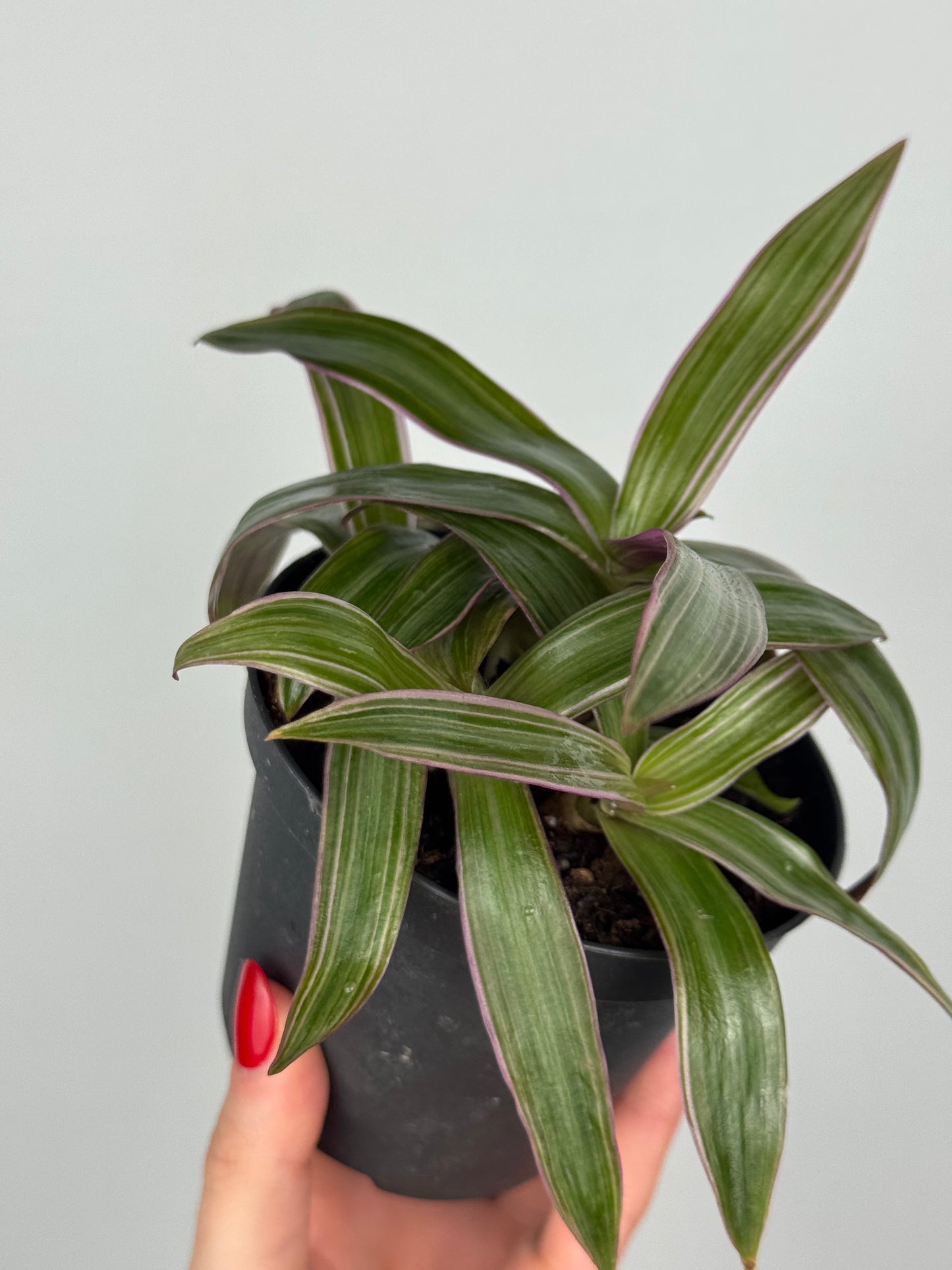Tradescantia Spathacea | Orelia