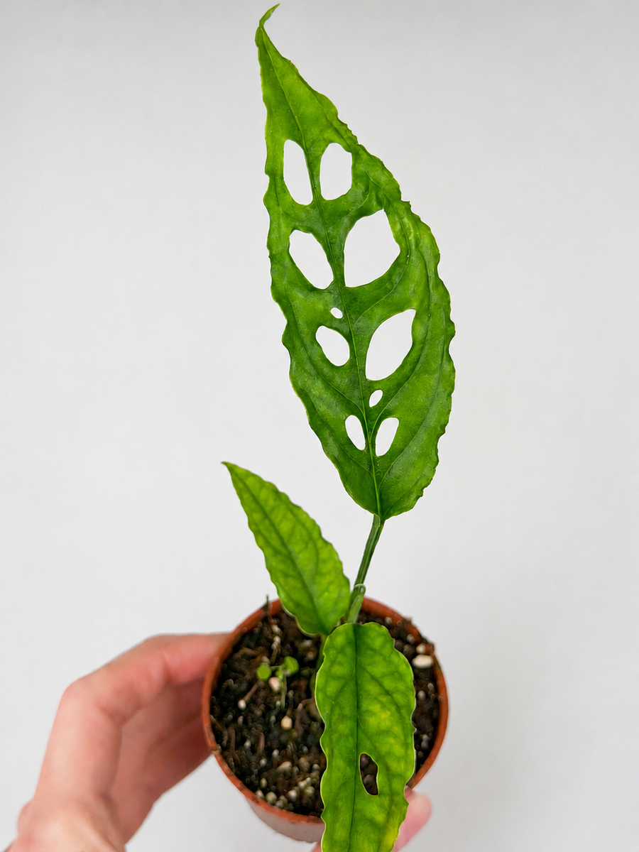 Monstera Obliqua 'Perù'