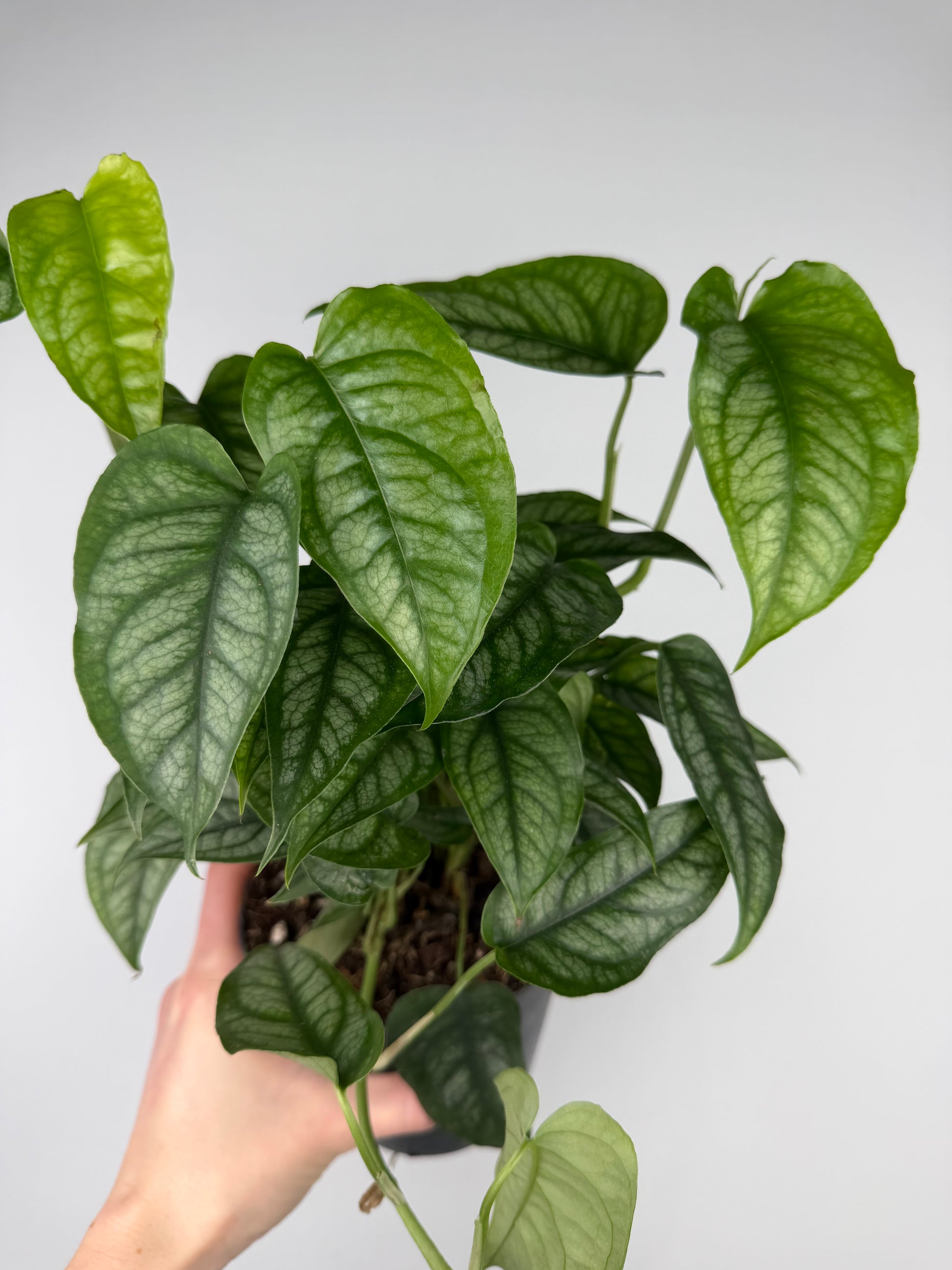 Monstera Siltepecana Monstera Tropical Corner