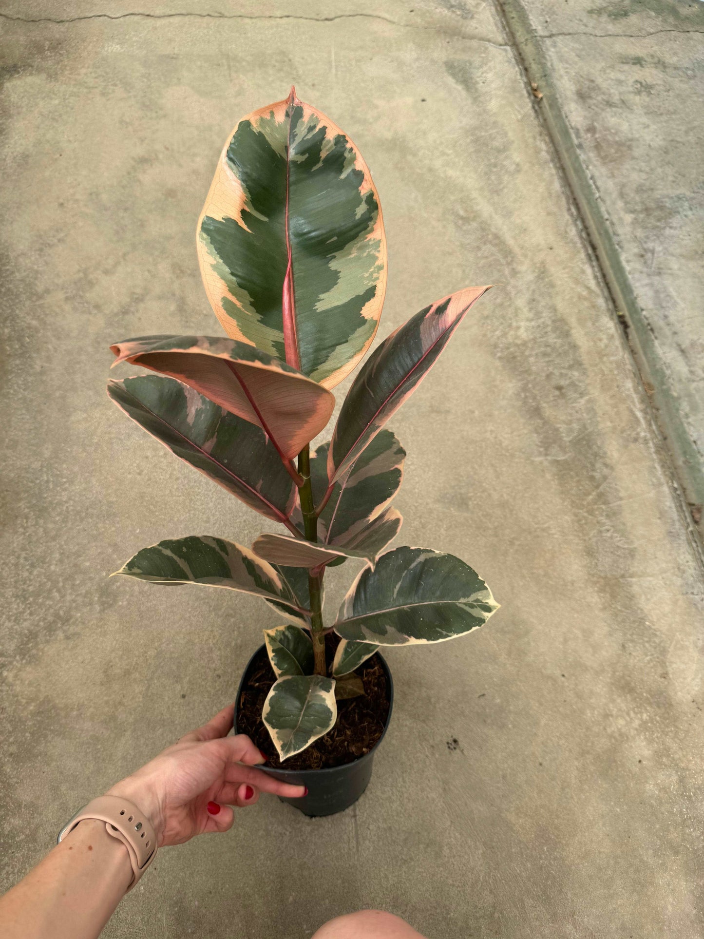 Ficus Elastica Belize “Ruby”