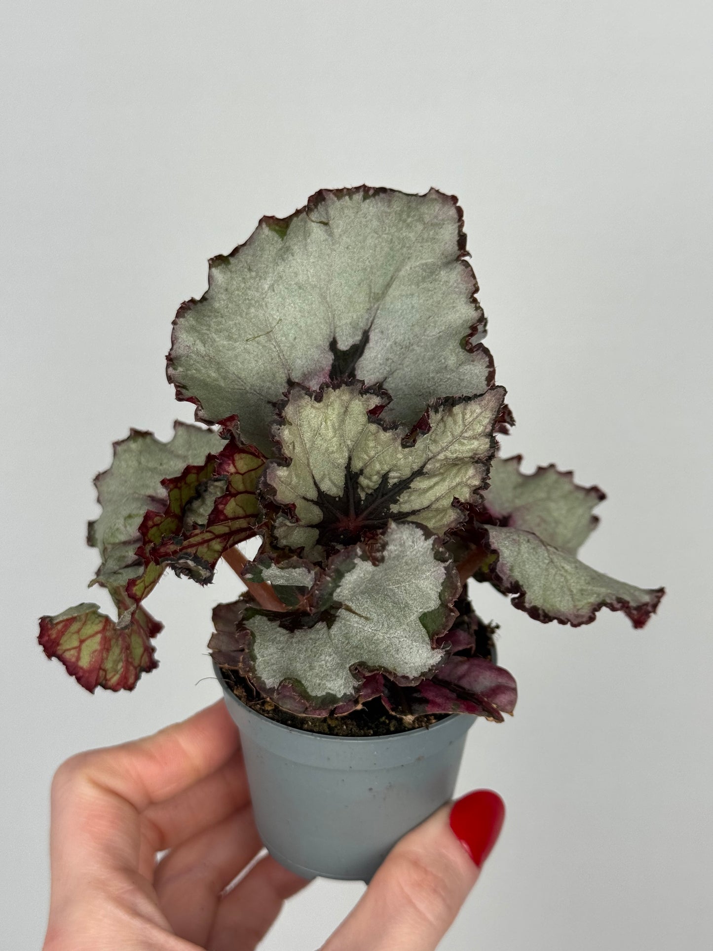 Begonia “Evening Glow”