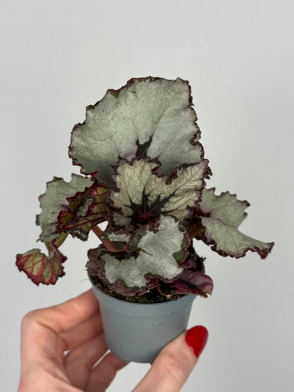 Begonia “Evening Glow”