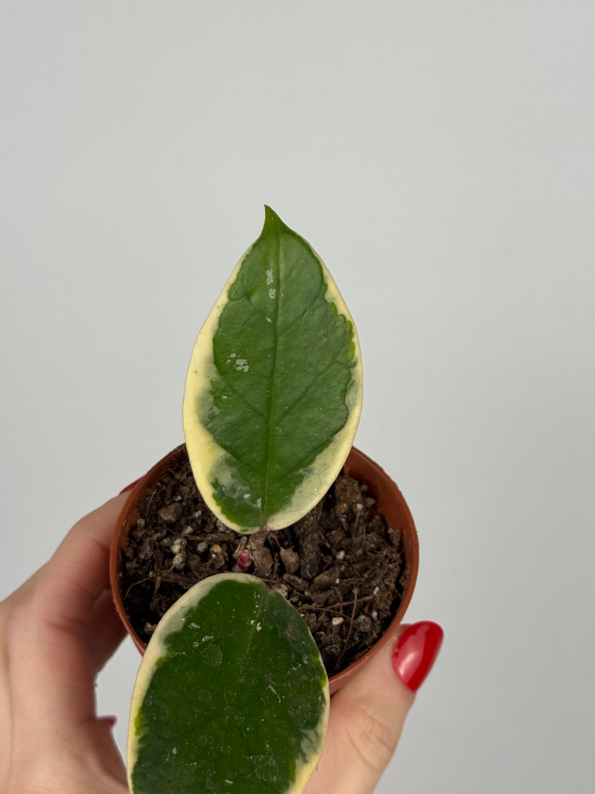 Hoya Flamingo Dream | Nayeli