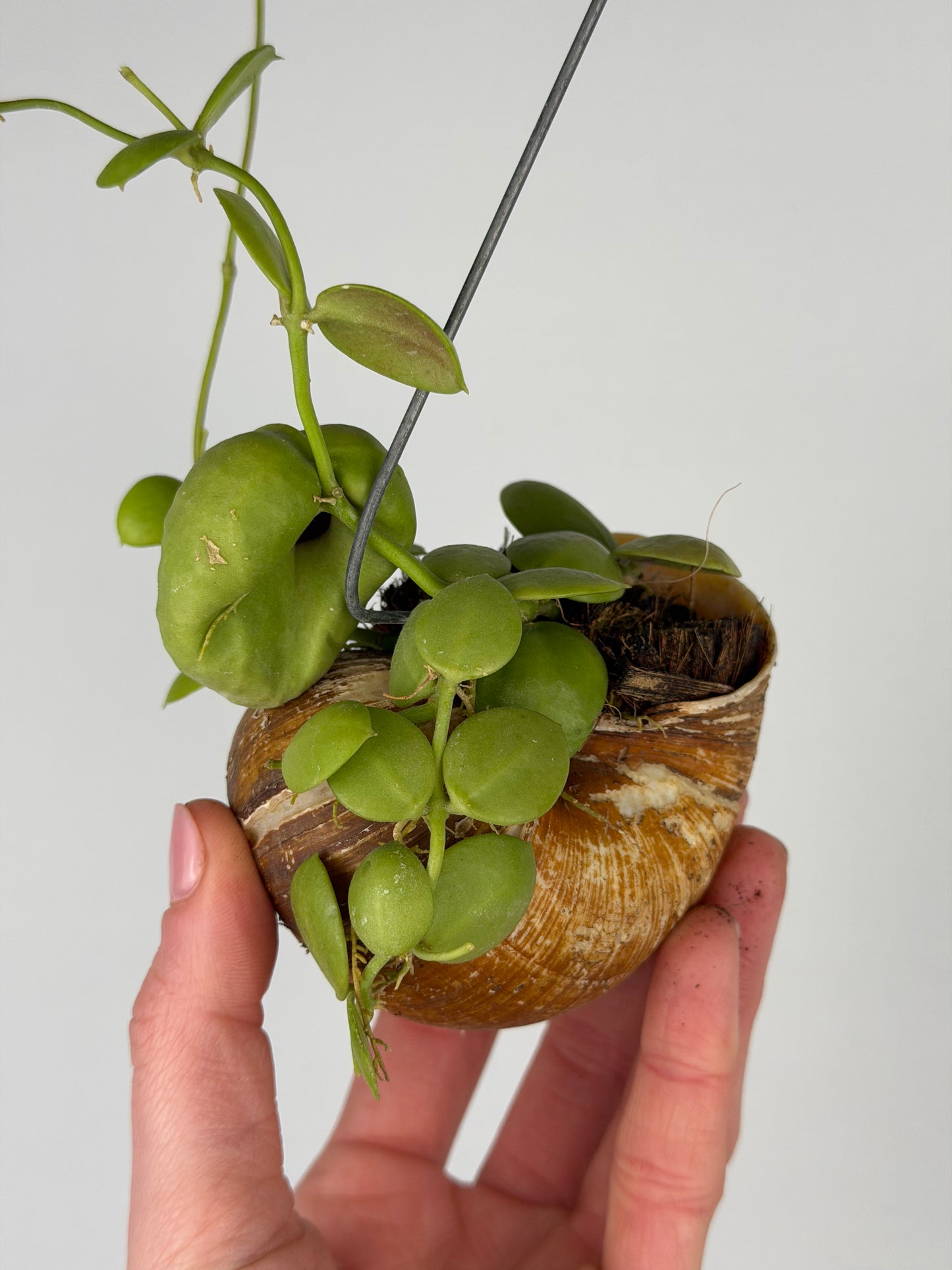 Dischidia 'Pectinoides' | Shelly hag Dischidia Tropical Corner
