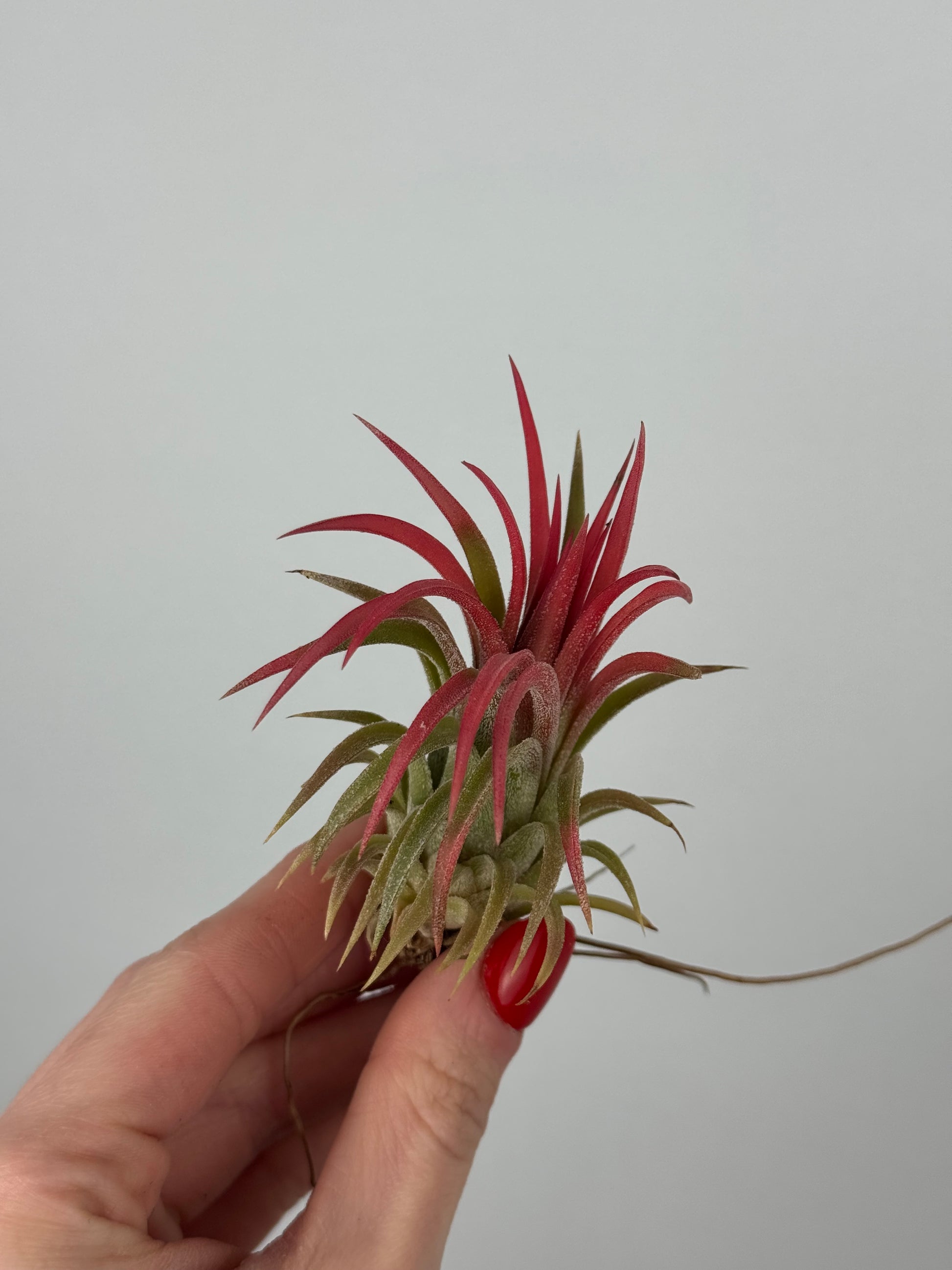 Tillandsia ionantha