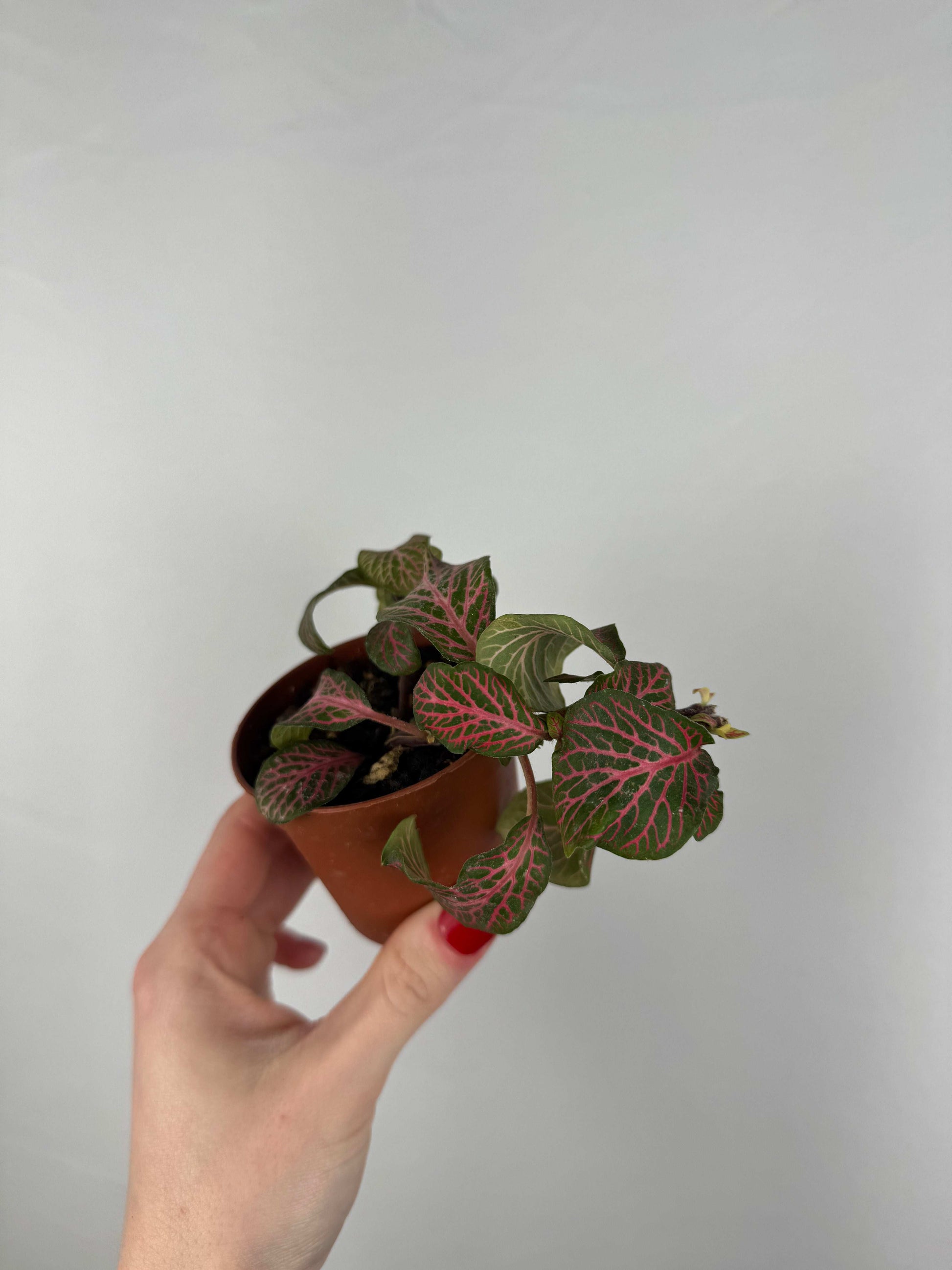 Fittonia “Joly Josan” | Mina