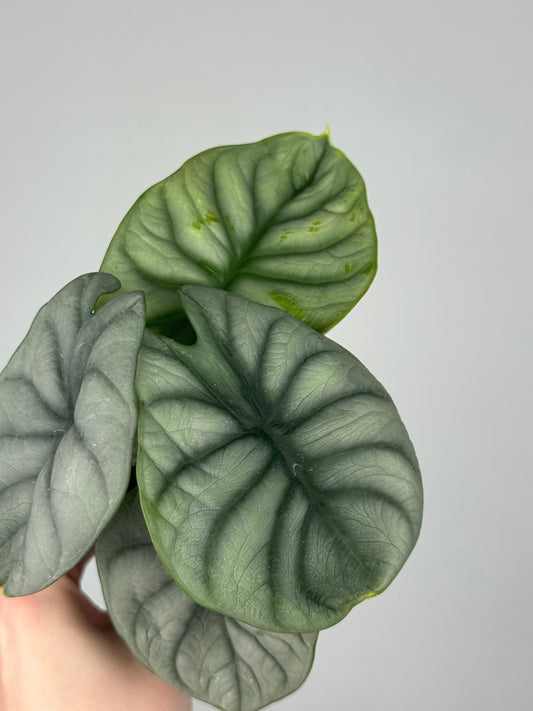 Alocasia “Silver Dragon”