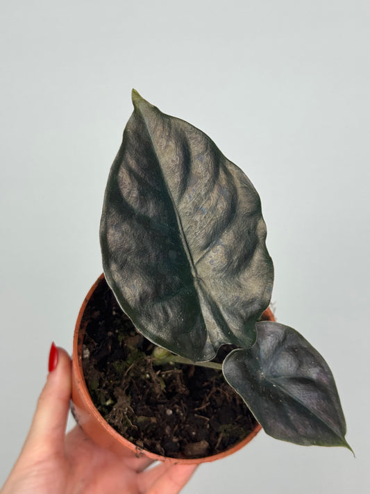 Alocasia Infernalis 'Black Magic'